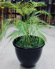 Areca Palm with u shaped Planter