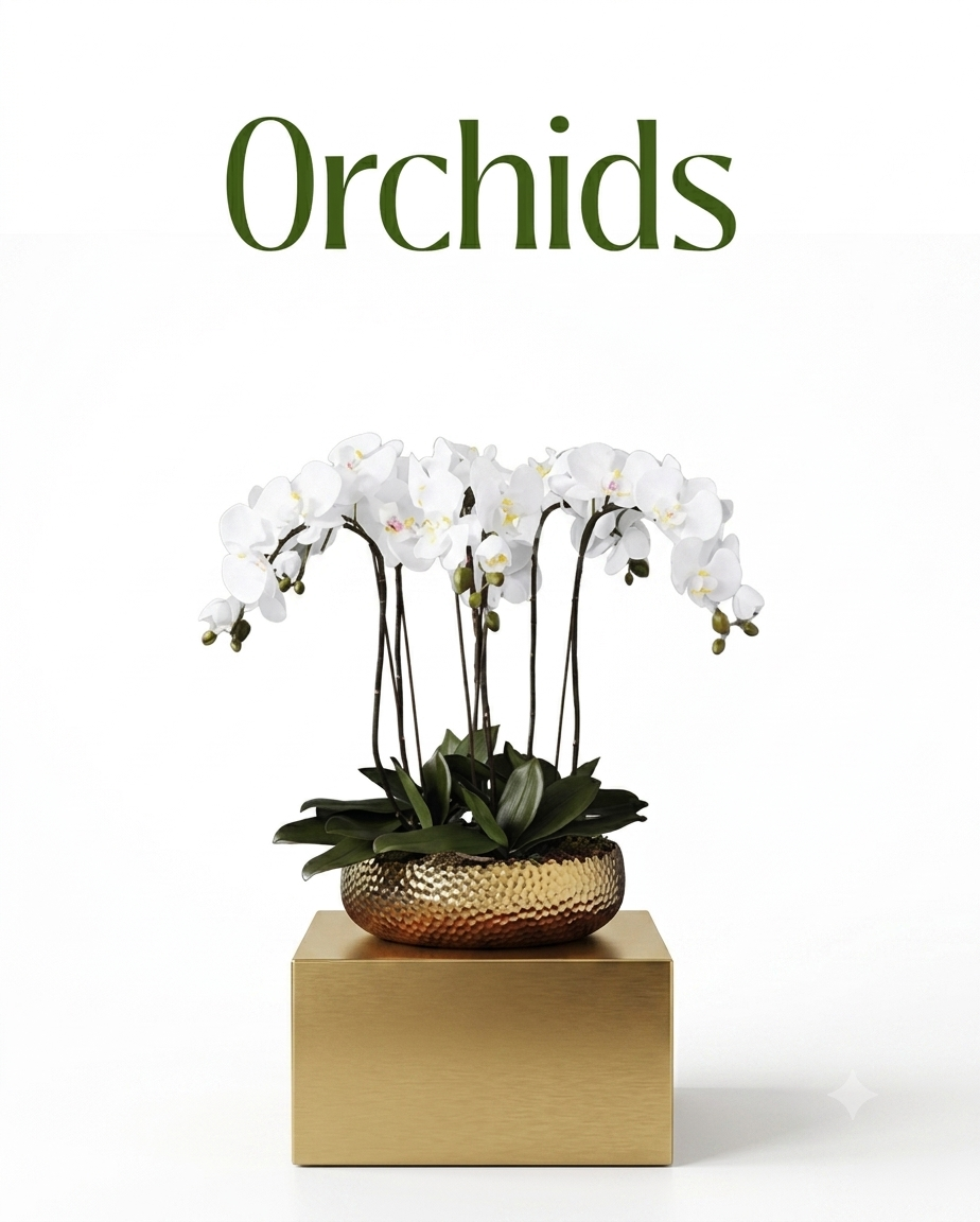 Orchids