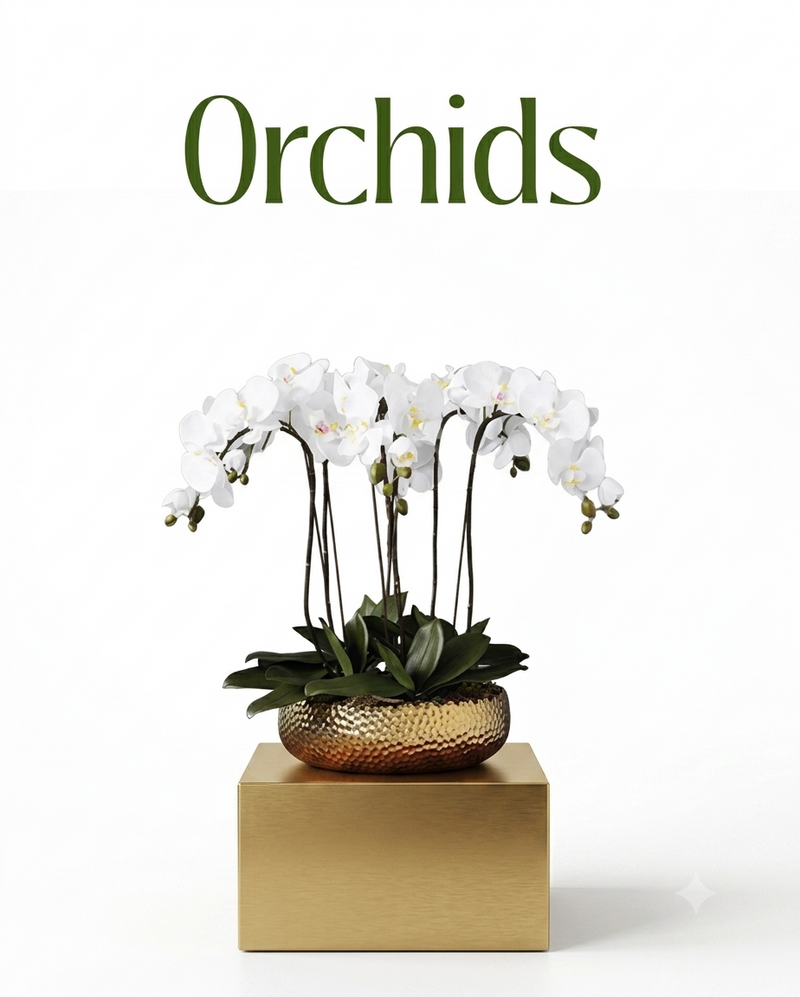 Orchids