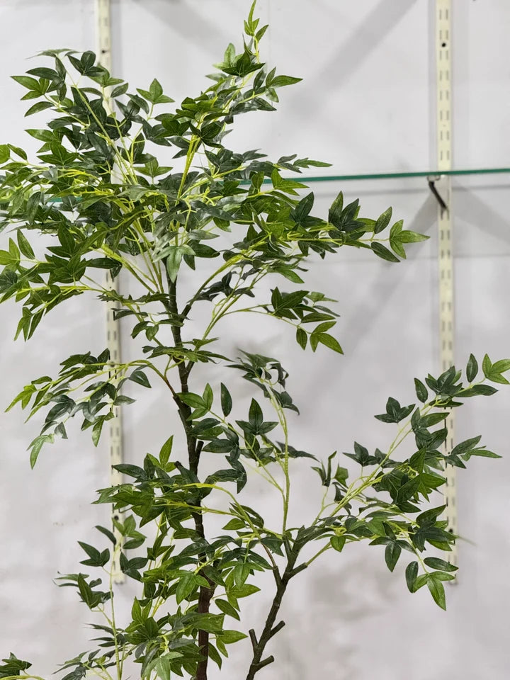 AURELIA PLANT