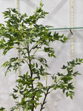 AURELIA PLANT