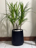 Dracaena Plant Stems – Premium Real-Looking