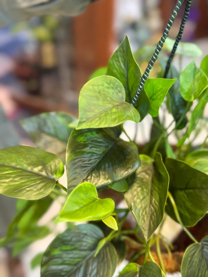 Premium Moneyplant Hanging Basket
