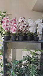 Orchids in Small Pot