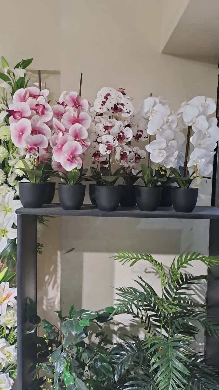 Orchids in Small Pot