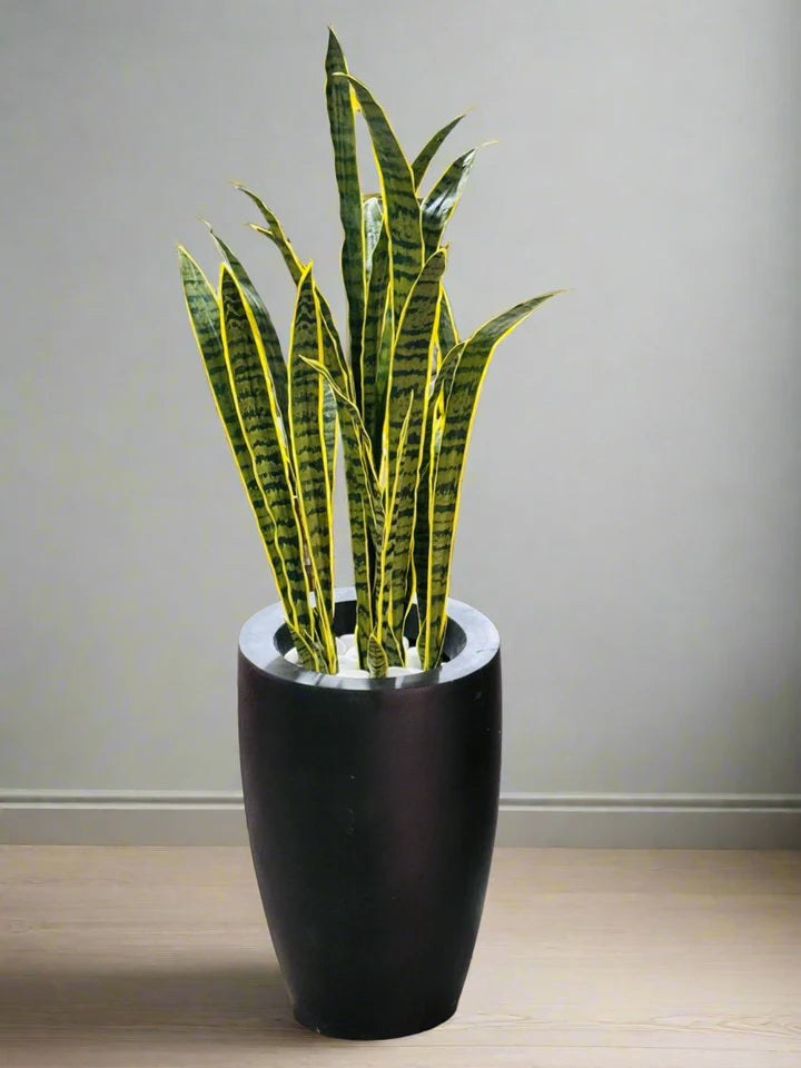 Snake plant