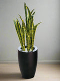 Snake plant