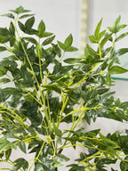 AURELIA PLANT