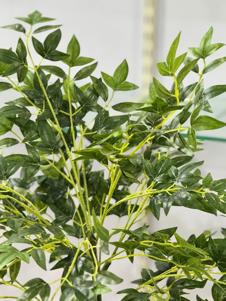 AURELIA PLANT