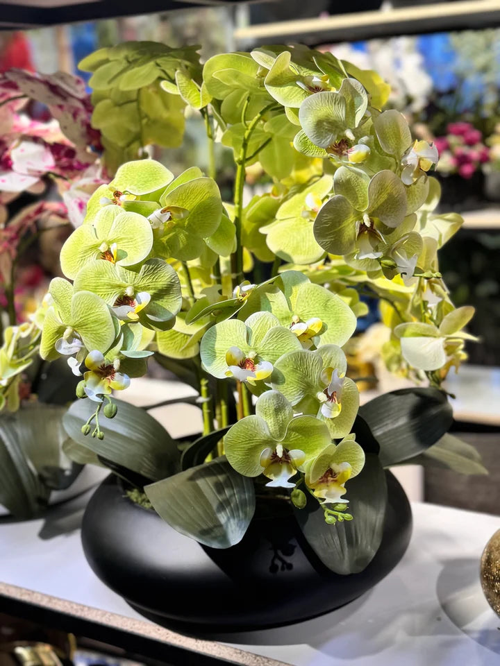 Premium Orchids Arrangements