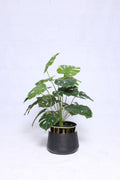 24 leaves Monstera Plant with pot