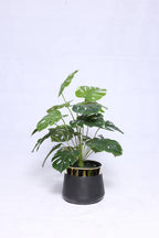 24 leaves Monstera Plant with pot
