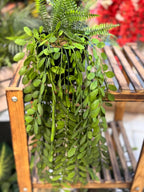 Premium Lush Hanging Plants
