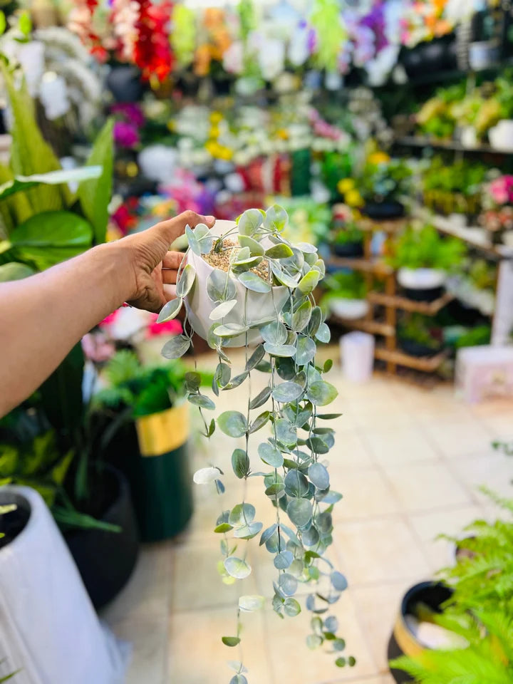 Hanging Wines With Pot