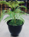 Areca Palm with u shaped Planter