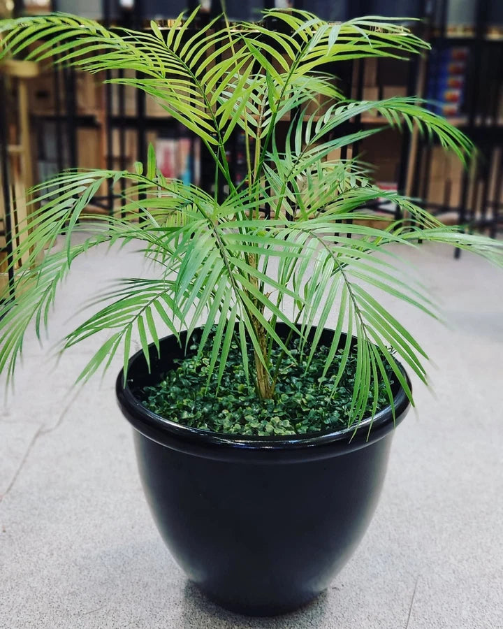 Areca Palm with u shaped Planter