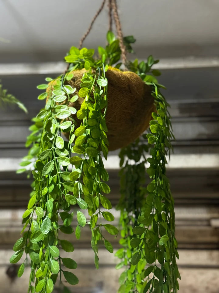 Premium Hanging Baskets