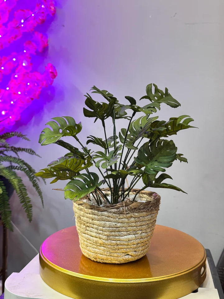 Cane Planters with Plant