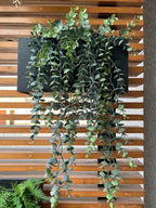 Square Metal planter with Hanging wines