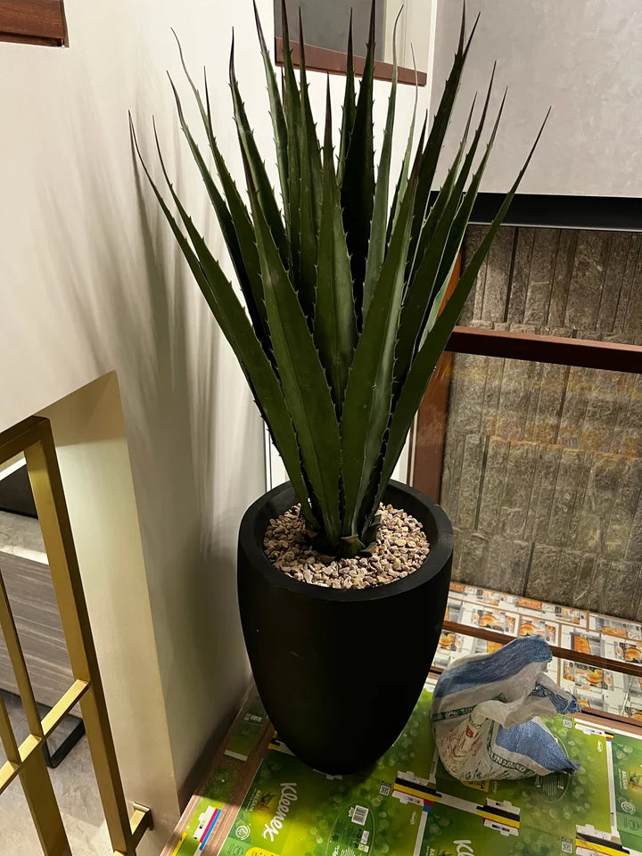 Aloe Vera With Fiber Planter