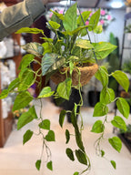 Premium Moneyplant Hanging Basket