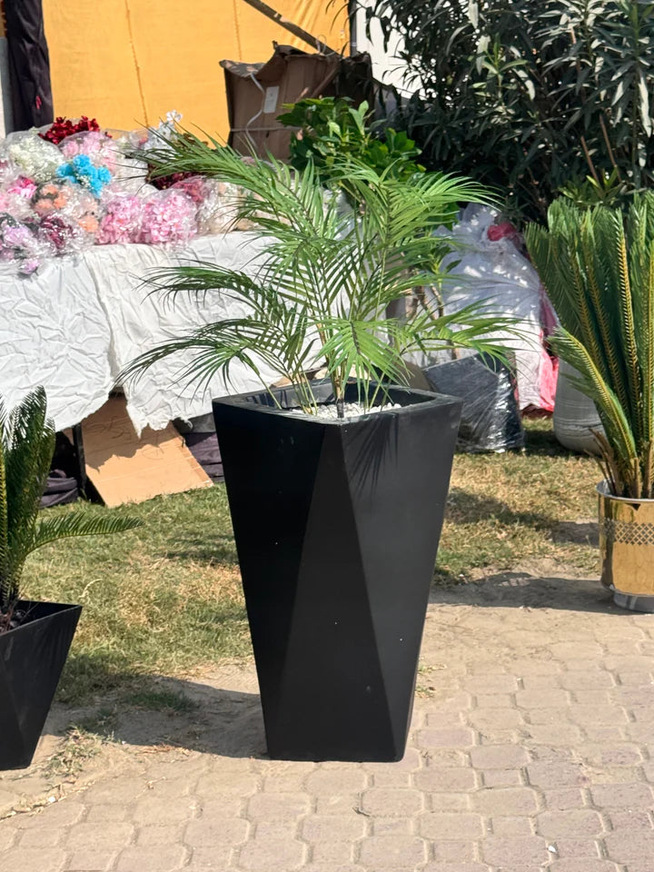 Exclusive areeca palm with planter