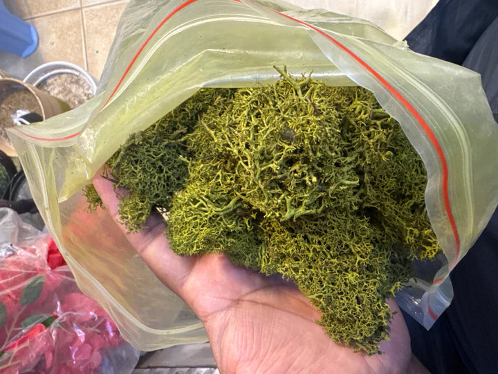 Natural Preserved Moss