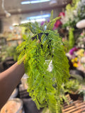 Premium Lush Hanging Plants