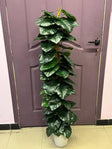 High Quality Money Plant with Pot