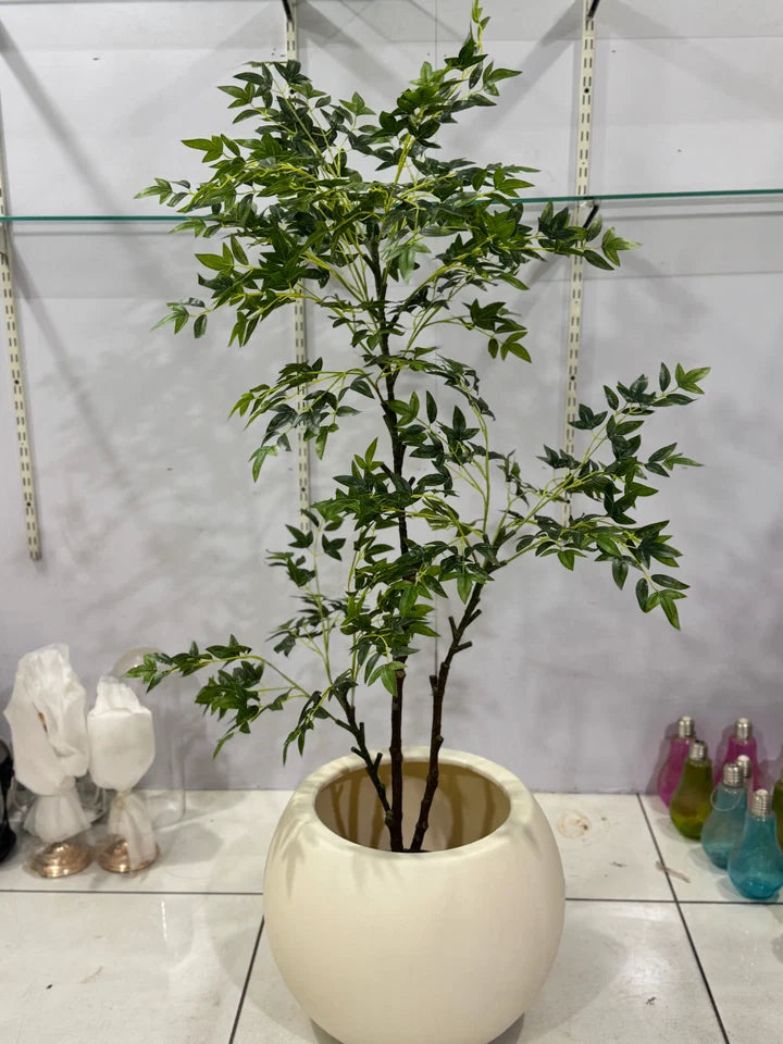 AURELIA PLANT