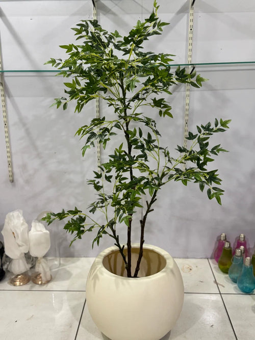 AURELIA PLANT