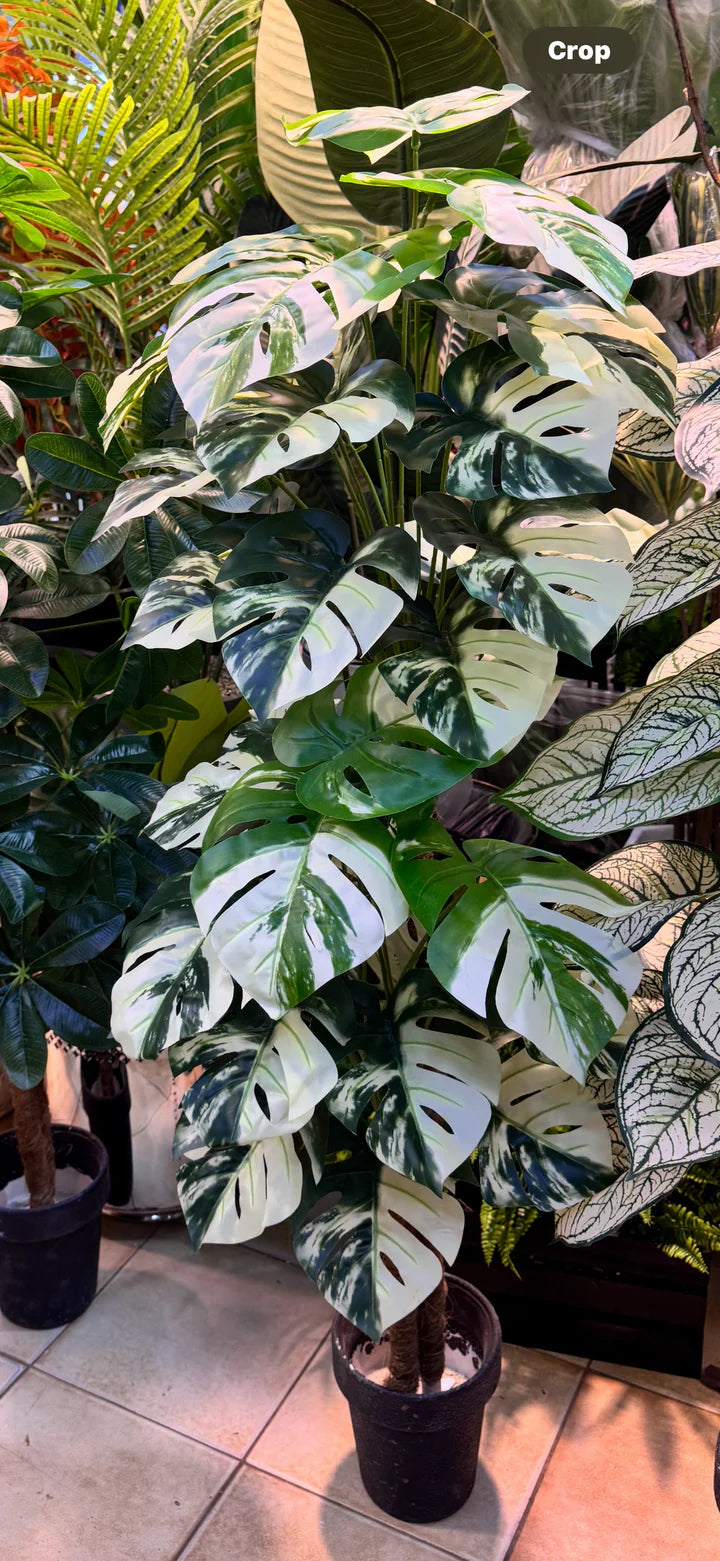 36 leaves Arrangments