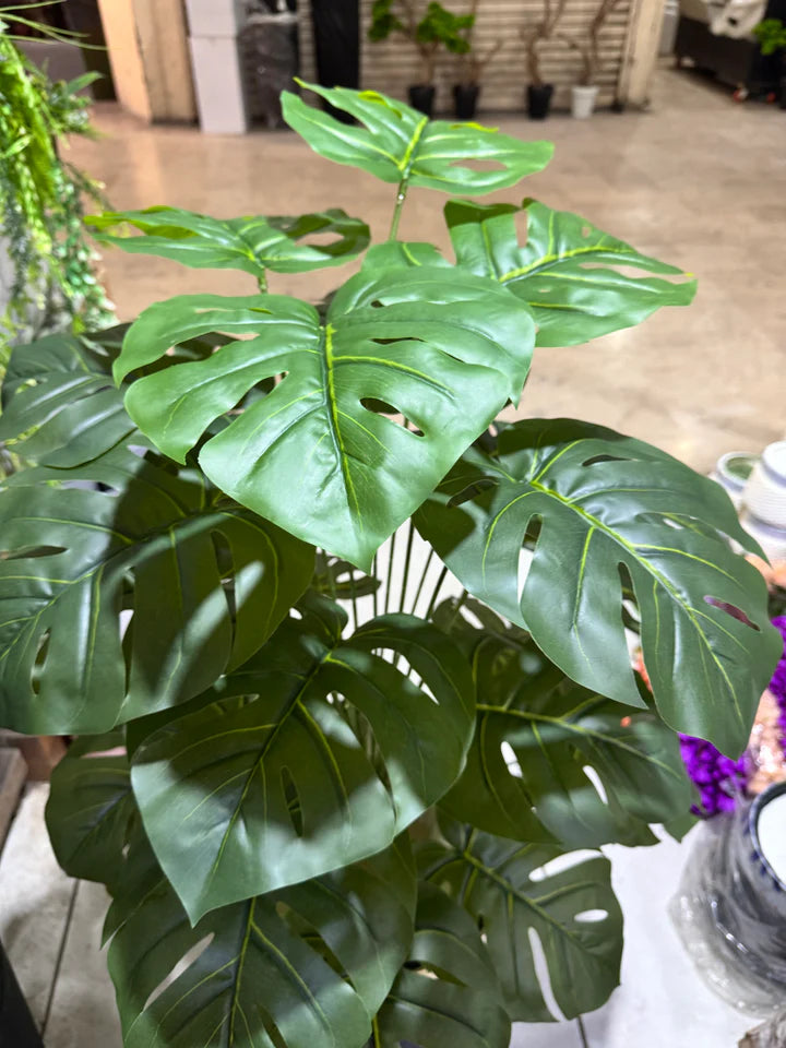 New Monstera plant