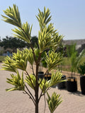 Variegated draccena plant