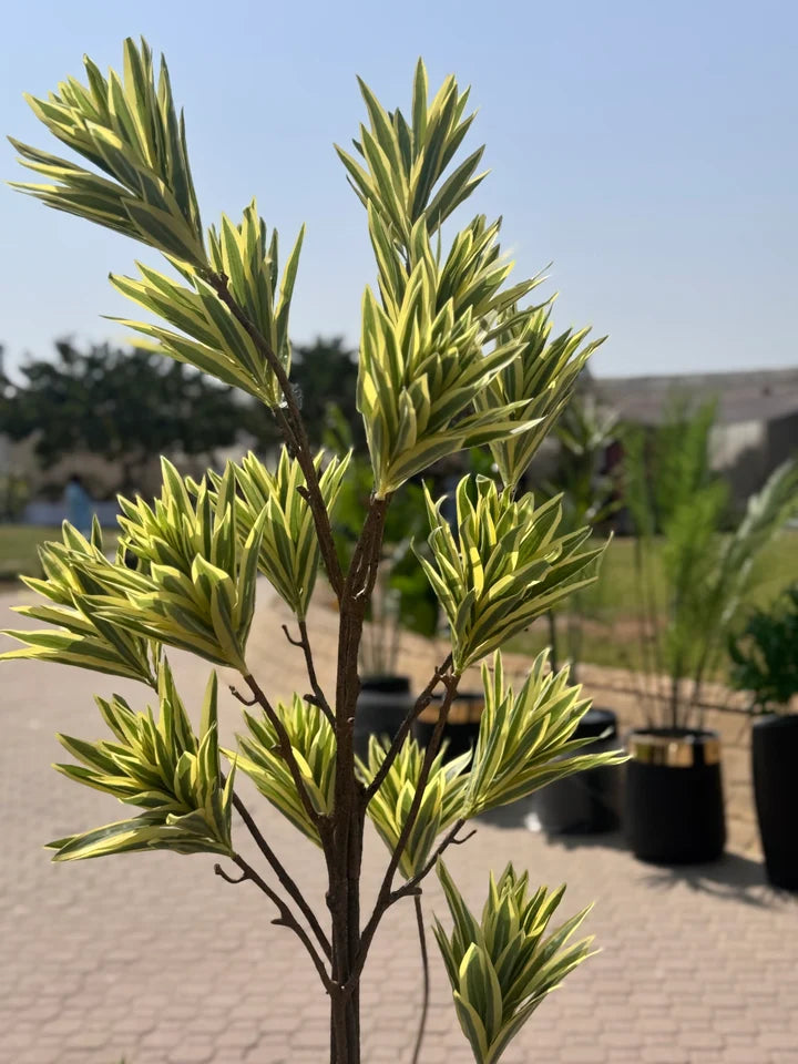Variegated draccena plant