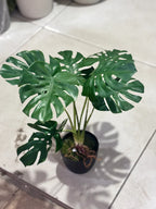 Mini rubber Monstera