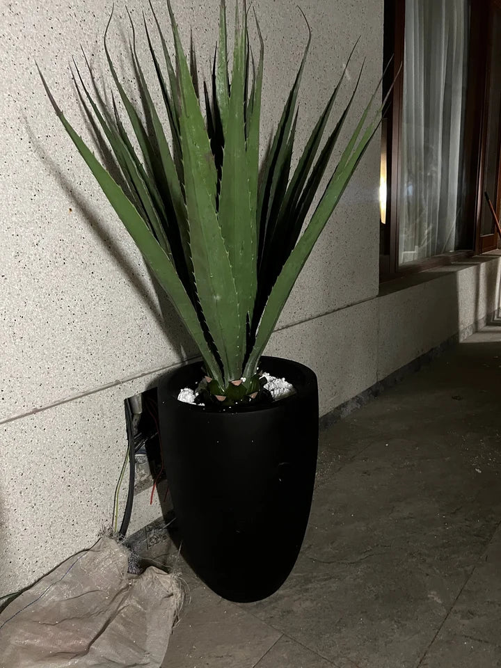Aloe Vera With Fiber Planter