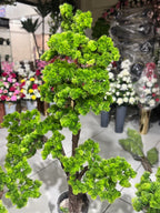 Exclusive Bonsai Tree