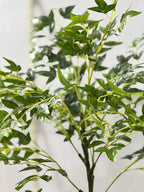 AURELIA PLANT