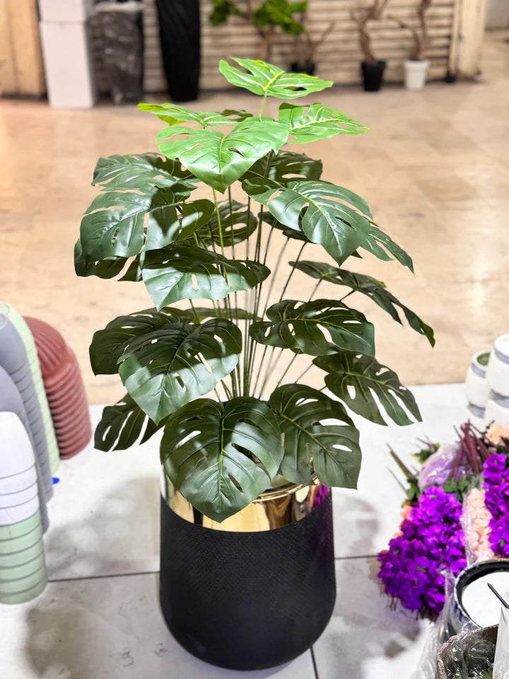 New Monstera plant