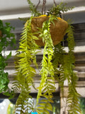Premium Hanging Baskets