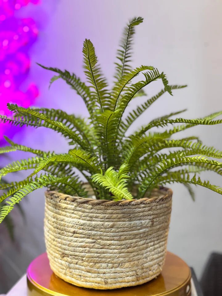 Cane Planters with Plant