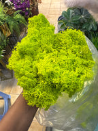 Natural Preserved Moss