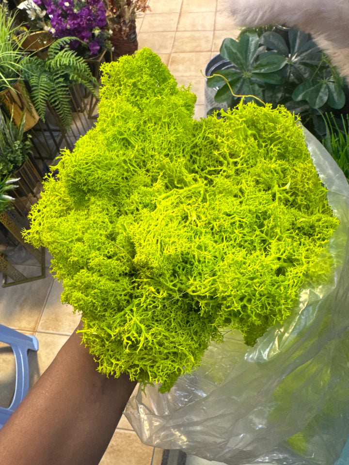 Natural Preserved Moss