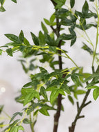 AURELIA PLANT