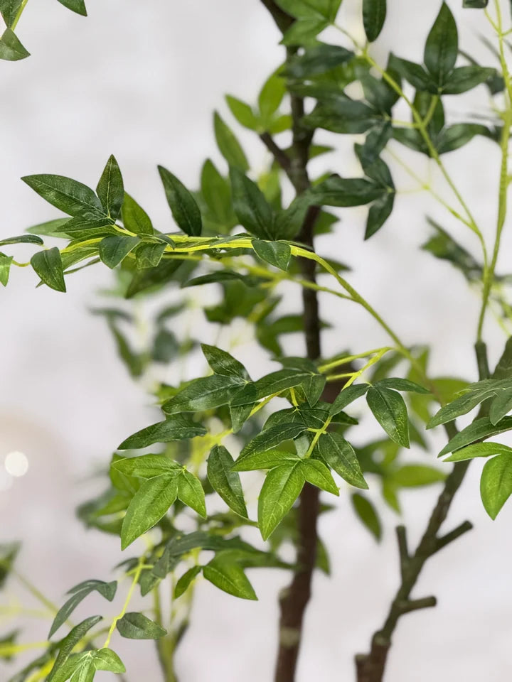 AURELIA PLANT