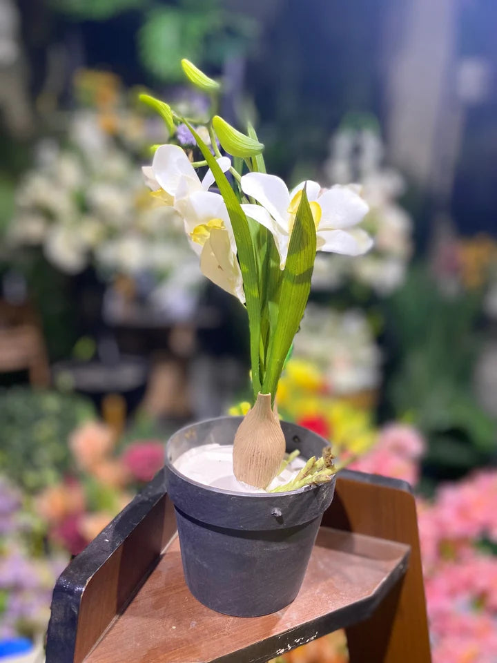 Small Pot Orchids