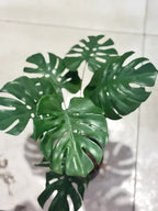 Mini rubber Monstera