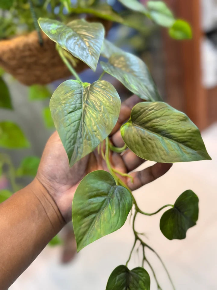 Premium Moneyplant Hanging Basket