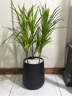 Dracaena Plant Stems – Premium Real-Looking